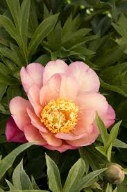 Paeonia 'Julia Rose' Peony