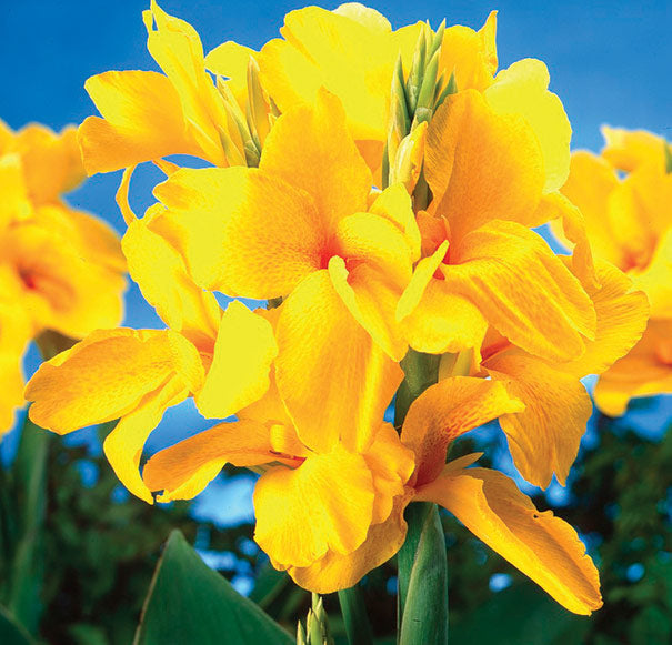 Canna, Semi-Dwarf ‘King City Gold’ Bulb