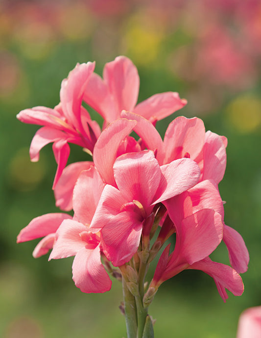 Canna, Semi-Dwarf ‘Pink President’ Bulb