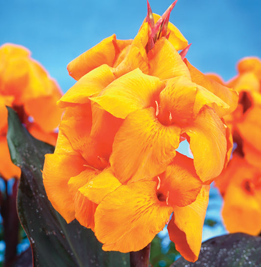 Canna ‘Wyoming’ Bulb