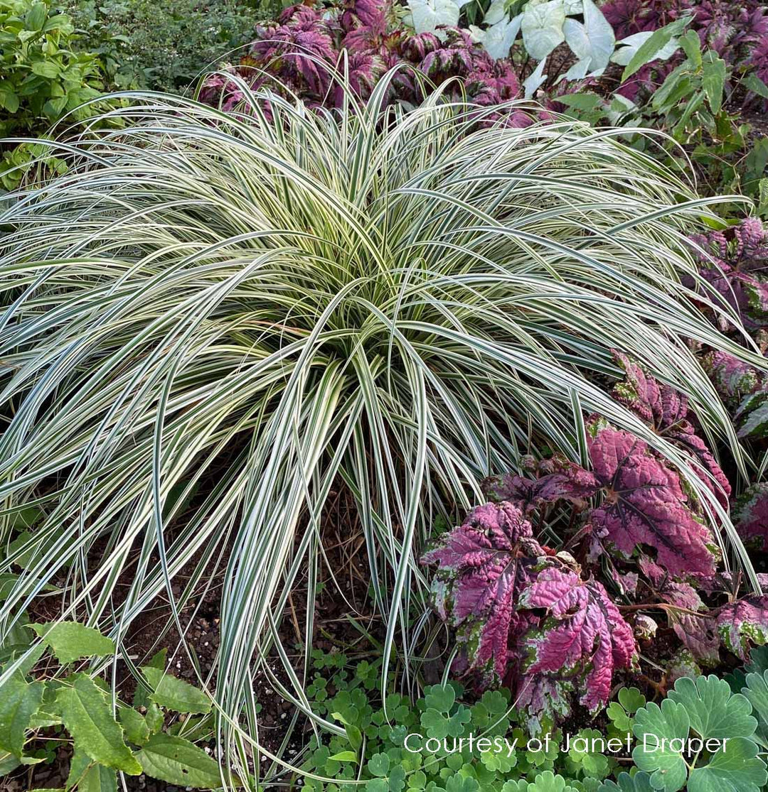 Reed Grass - Feather Falls