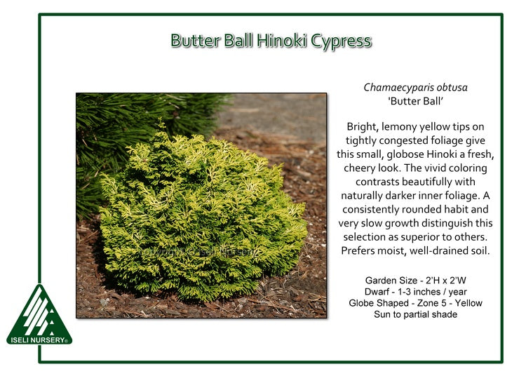 Hinoki Cypress - Butter Ball