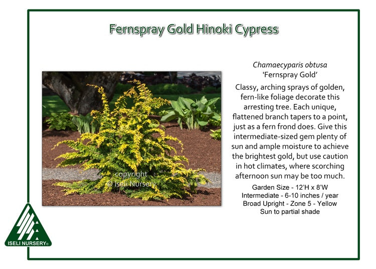 Gold Hinoki Cypress - Fernspray