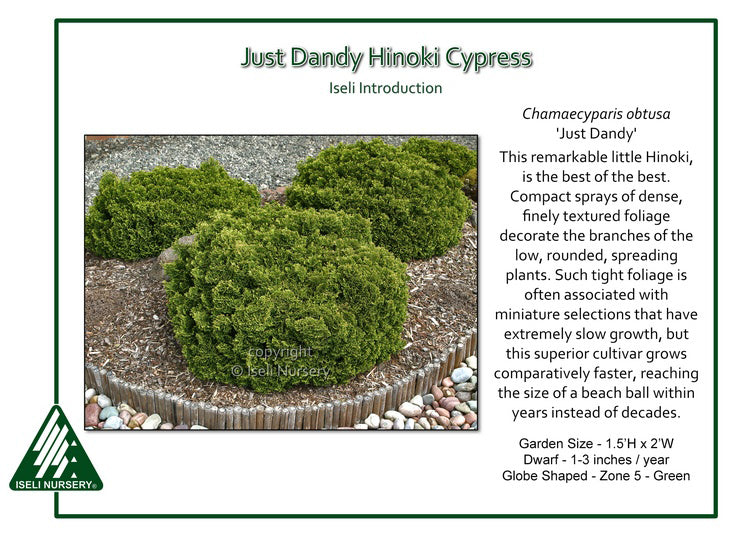 Hinoki Cypress - Just Dandy Dwarf