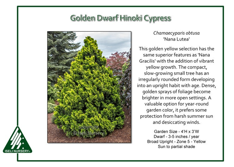 Hinoki Cypress - Golden Dwarf