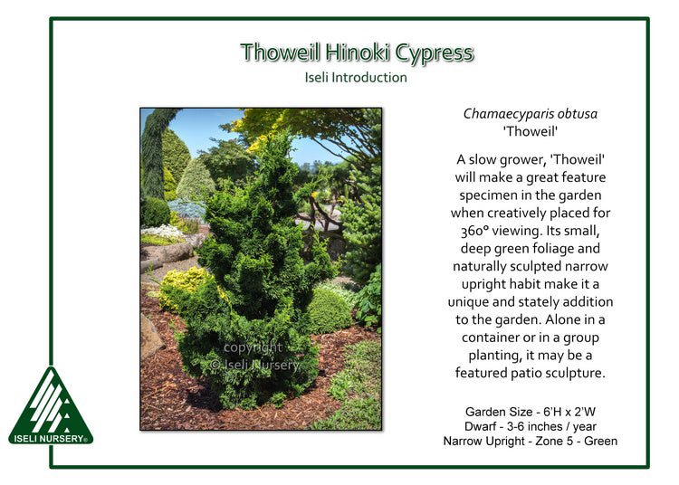 Hinoki Cypress - Thoweil