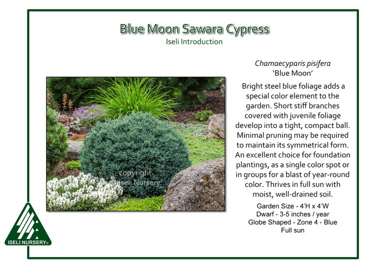 Sawara Cypress - Blue Moon