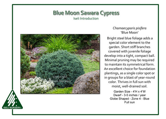 Sawara Cypress - Blue Moon
