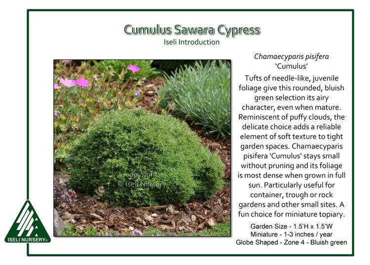 Sawara Cypress - Cumulus