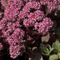 Sedum 'Sunsparkler Cherry Tart' Stonecrop
