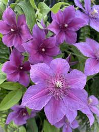 Clematis 'Adam's Courage'