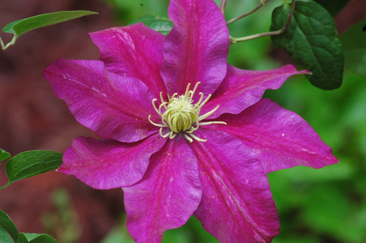 Clematis 'Sunset'