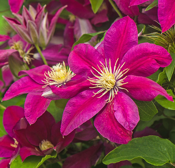 Clematis 'Ernest Markham'