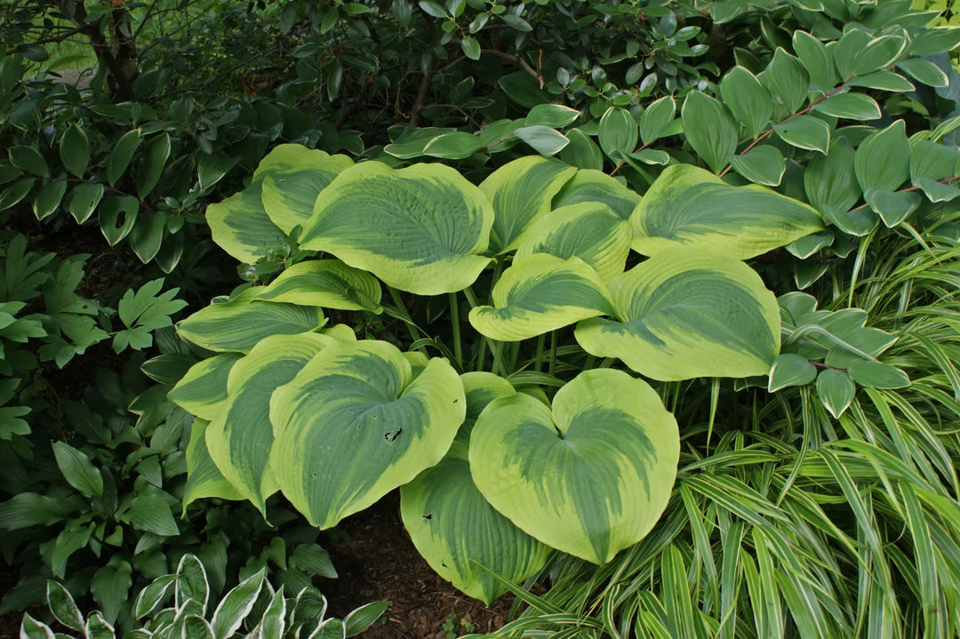 Hosta 'Climax'