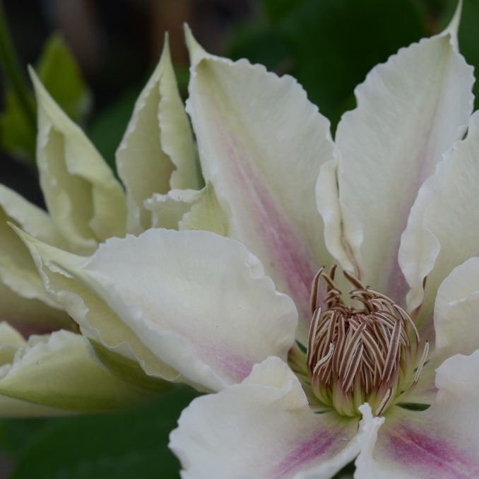 Clematis 'Corinne'