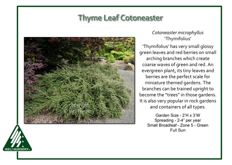 Cotoneaster - Thyme Leaf