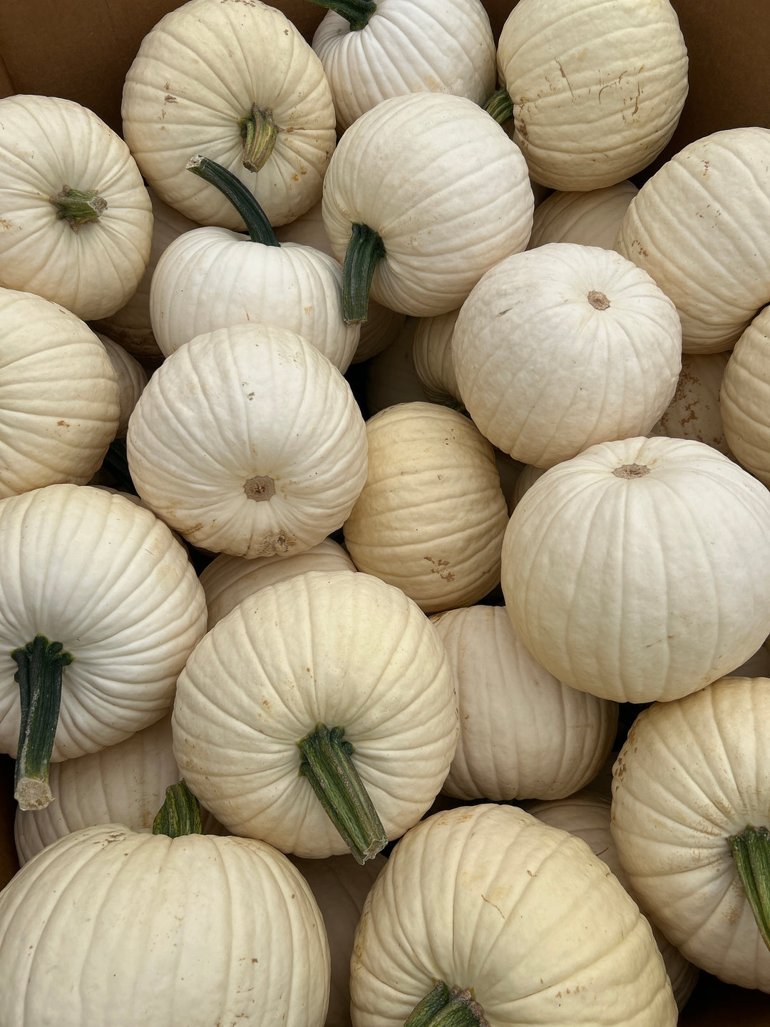 Medium White Pumpkin