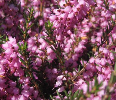 Erica x darleyensis 'Mediterranean Pink' Heather