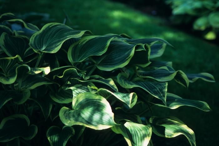 Hosta 'Yellow River'