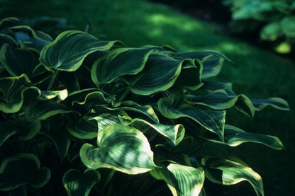 Hosta 'Yellow River'