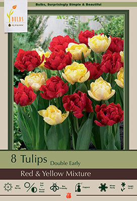 Red & Yellow Double Early Tulips