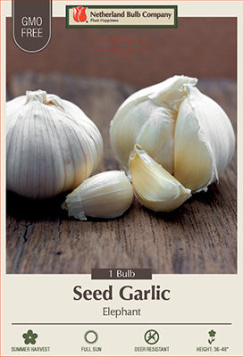 Elephant Seed Garlic 1-Bulb