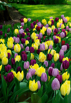 Tulip Royal Prince Blend