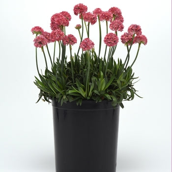 Armeria "Dreamland" Sea Thrift