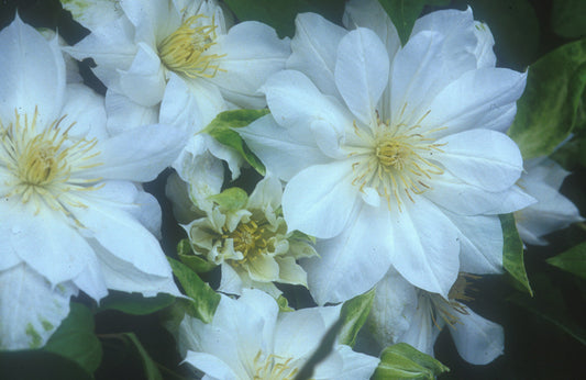 Clematis 'The Duchess of Edinburgh'