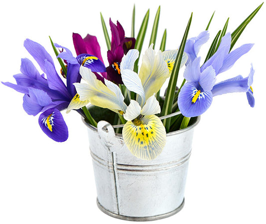 Dutch Iris Mix Bulb