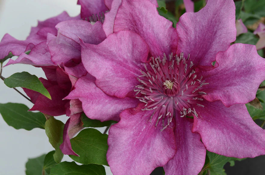 Clematis 'Elodi'