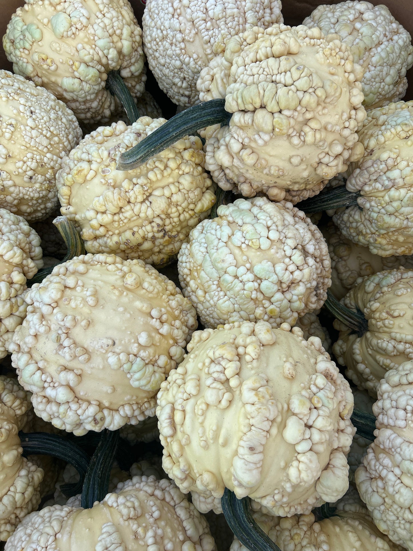 Popcorn Pumpkin