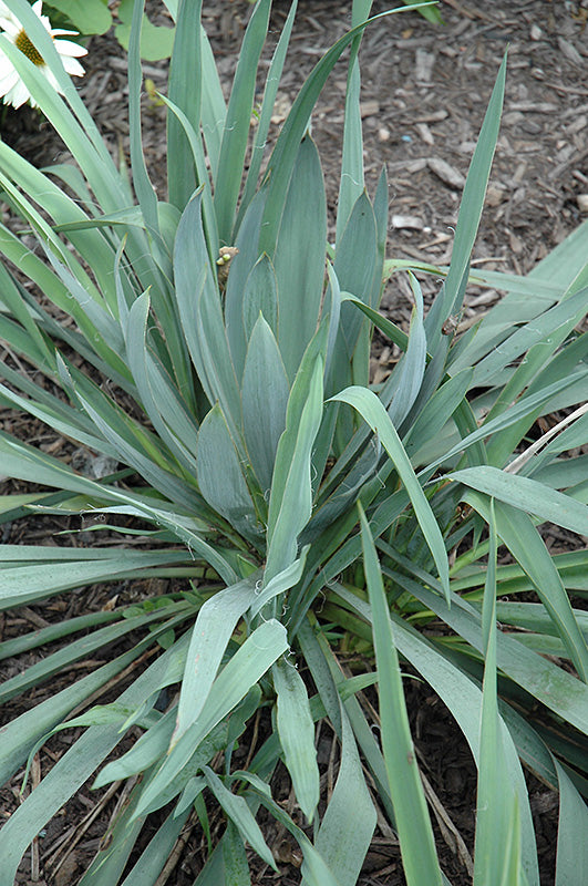 Yucca - Hofer's Blue