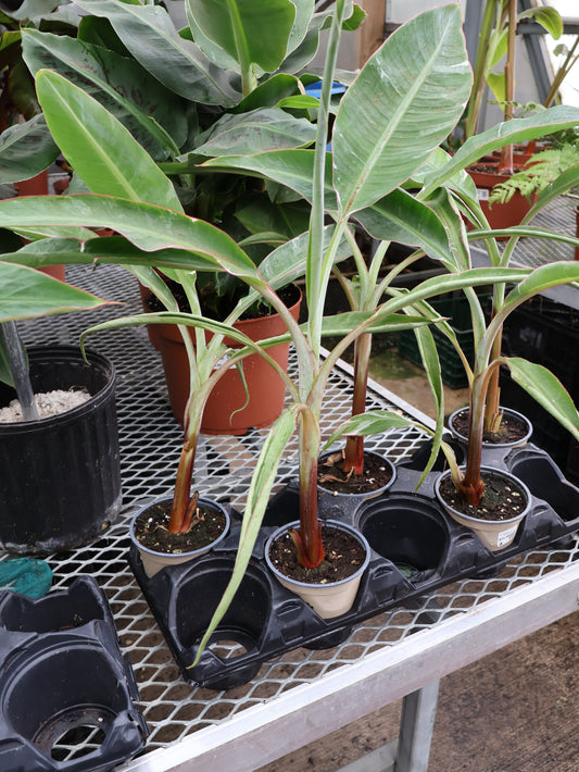 4.5" BANANA FLORIDA VARIEGATED