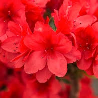 Azalea - Girard Crimson Red