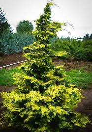 Hinoki Cypress - Gold Confuscious