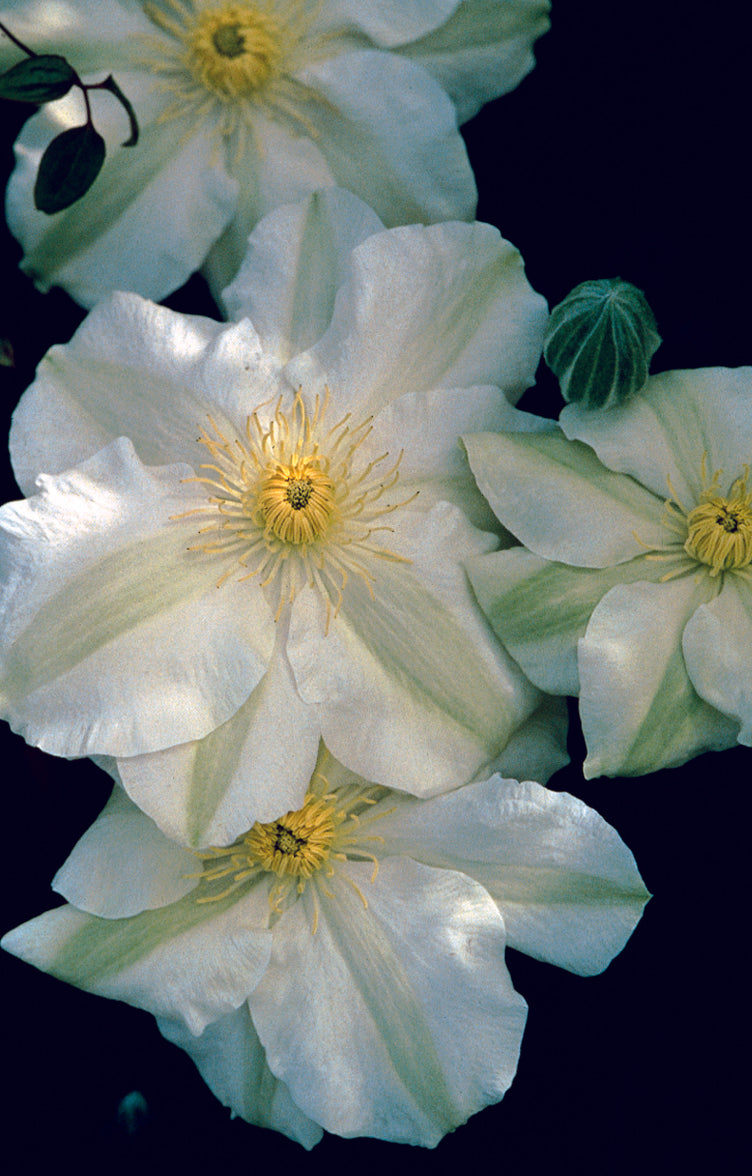 Clematis 'Guernsey Cream'