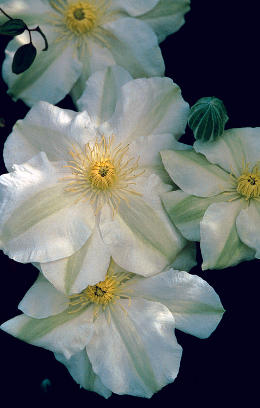Clematis 'Guernsey Cream'