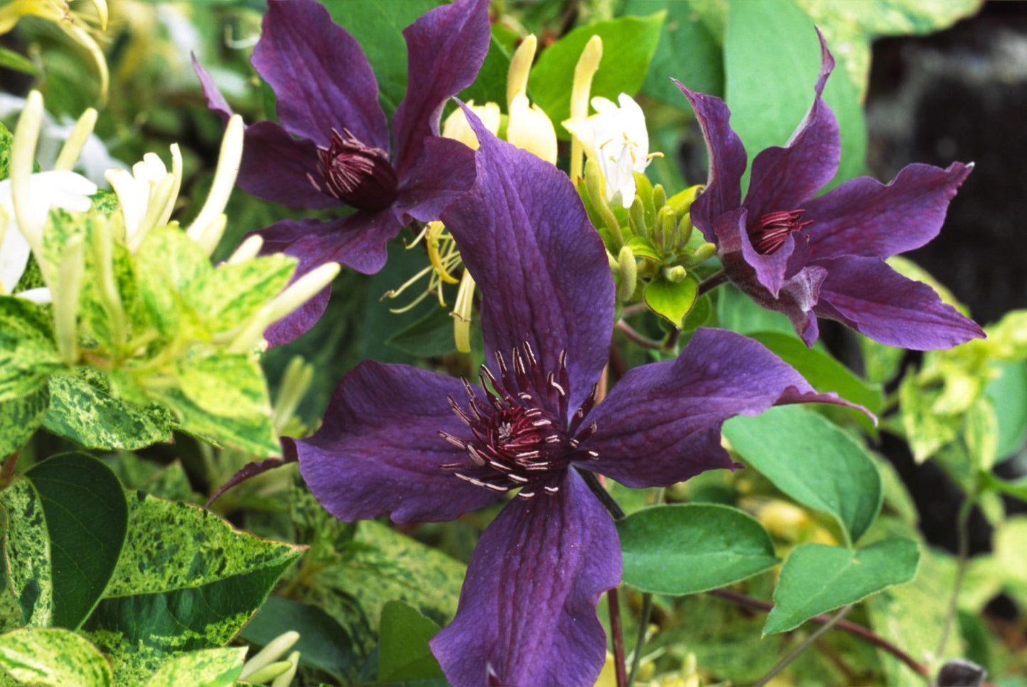 Clematis 'Guiding Promise'