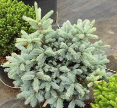 Spruce - Haley's Blue Dwarf