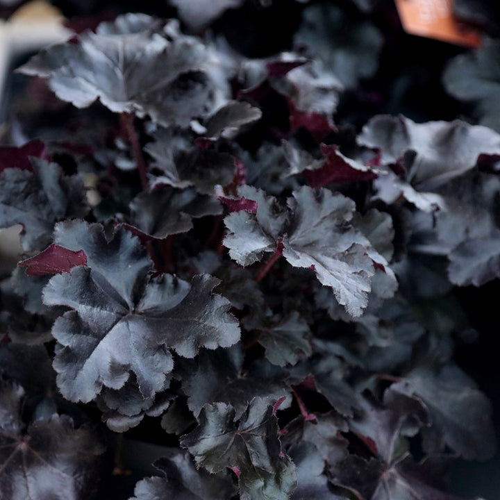 Heuchera 'Black Pearl' Coral Bells