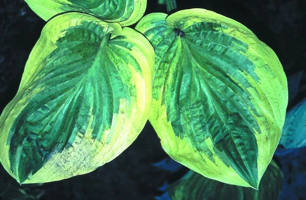 Hosta 'Oh Cindy'