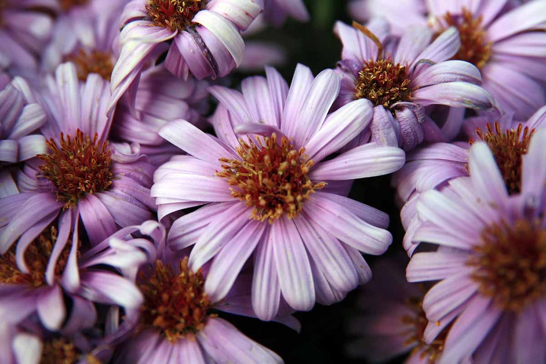 Aster "Pink Crush" Michaelmas daisies