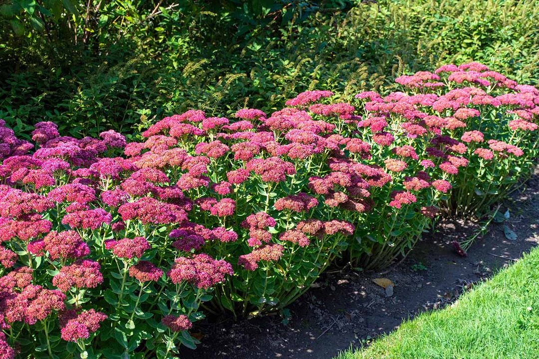 Sedum ‘Semboldii' Stonecrop