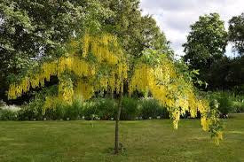 Golden Chain Tree