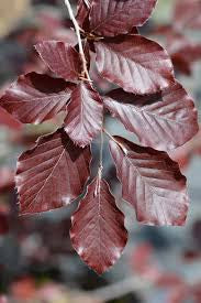 Beech - Purple Fountain Weeping