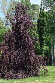 Beech - Purple Fountain Weeping