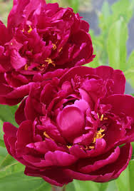 Paeonia 'Rachel' Peony