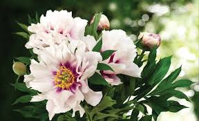 Paeonia 'Cora Louise' Peony