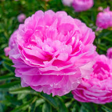 Paeonia 'Vivid Rose Pink' Peony